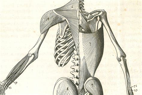 Le Tavole Anatomiche Di Bartolomeo Ibg San Severino Marche