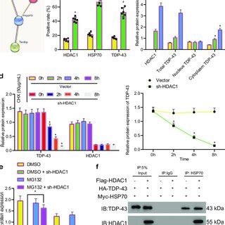 Hdac Binds To Hsp And Tdp To Promote The Cytoplasmic Accumulation