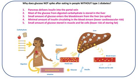 Bolus Insulin The Glucose Never Lies