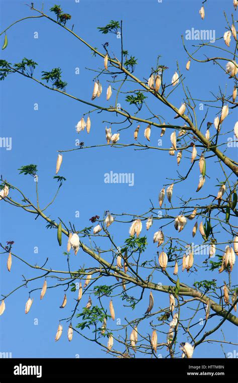 Silk Cotton Tree Scientific Name Is Ceiba Pentandra Under Blue Sky