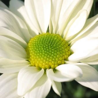 Images Gratuites La Nature Fleur Feuille Vert Haute Insecte