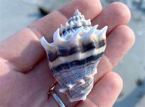 King Conch Shells