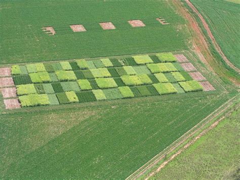 Grdc Grains Research Update Perth Grain Industry Association Of