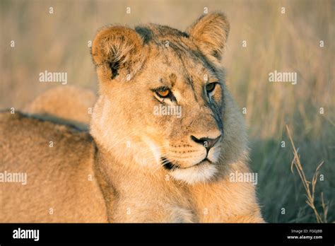 The Lion Panthera Leo Stock Photo Alamy