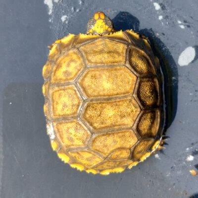 speckled padloper tortoise for sale | speckled cape tortoise for sal