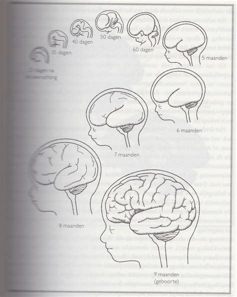 Ontwikkeling Van Het Kinderbrein Sensi Orthopedagogie