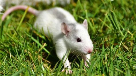 Colorado Officials Rescue More Than 80 Tame Rats Left Out In Cold Kiro Tv