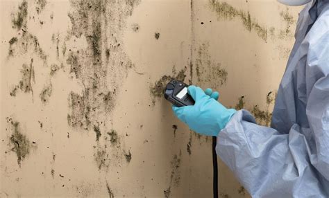 Expert Mold Remediation Restore Health To Your Home