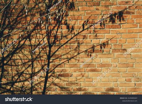 7 677 Shadow Tree On Brick Wall Images Stock Photos Vectors