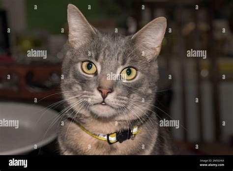 A Grey Gray Tabby Cat With Piercing Yellow Eyes Stock Photo Alamy