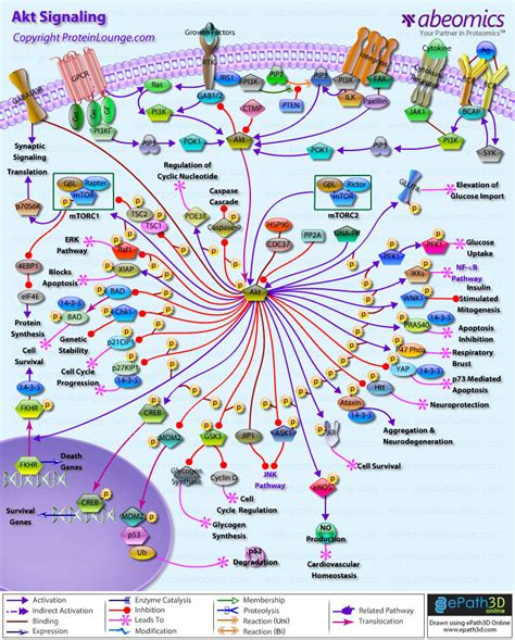 Akt Signaling