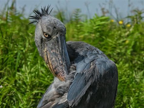 Bird Watching Safari In Uganda Birding In Uganda Eizoba