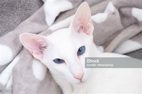 Portrait Of Oriental Shorthair White Cat With Blue Eyes Stock Photo ...