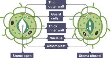 Maintaining A Balance: How Homeostasis In Plants Keep Them Healthy ...