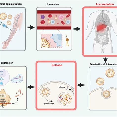 In Vivo Processes And Bottlenecks Of Nucleic Acids Delivery By Lipid