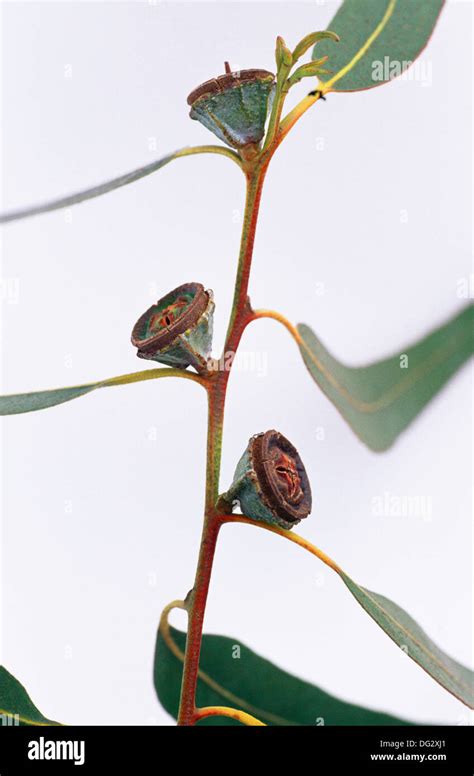 Tasmanian Blue Gum Eucalyptus Eucalyptus Globulus Stock Photo Alamy