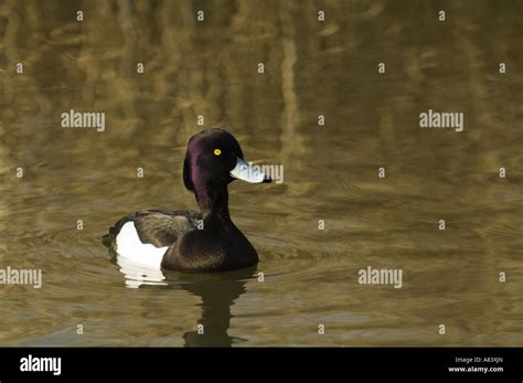 Tufted duck plumage hi-res stock photography and images - Alamy