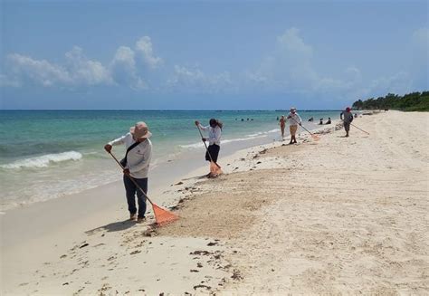 Playas De Quintana Roo Se Libran Del Sargazo Por Primera Vez En A Os