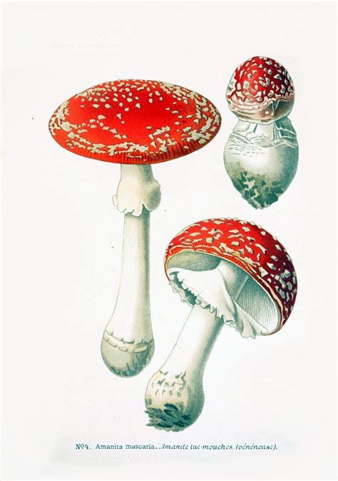 Mushrooms Vintage Art Old Free Stock Photo Public Domain Pictures