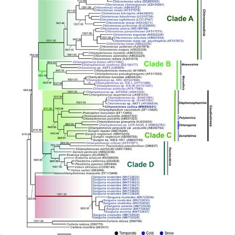 Maximum Likelihood Phylogram Of The Sequences Of The S Rrna Gene Of