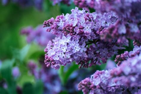 Premium Photo | Spring lilac flowers