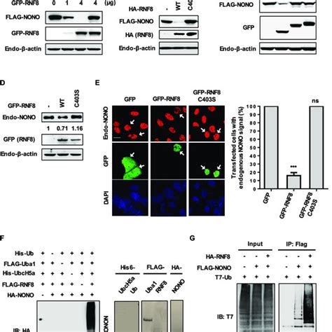 A Proposed Model For Rnf Mediated Negative Feedback Regulation Of