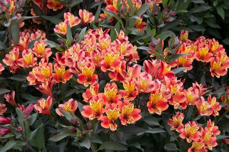 Indian Summer Alstroemeria Selectalstroemeria Select