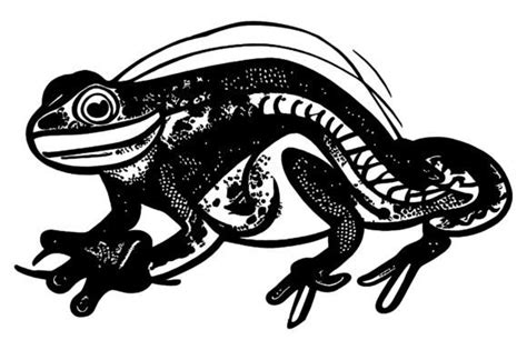 Black Lizard Line Art Tattoo Vector Graphic By Arief Sapta Adjie