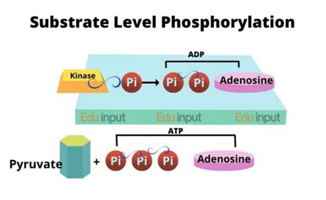 Atp Synthesis Pathway Substrate Level Phosphorylation Mechanism Of