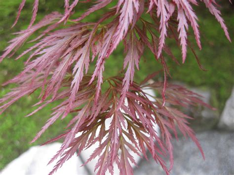 Planted Just Past the Garden’s Entry Gate, This Weeping Laceleaf ...