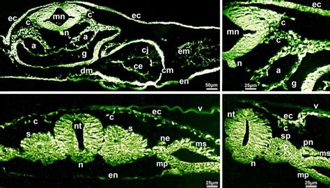 Immunolocalization Of Decorin In Chick Embryo At Stage Hh