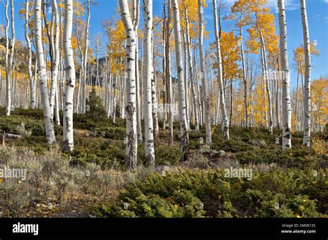 Quaking Aspens 'Pando Clone', also known as Trembling Giant, Clonal colony of an individual male ...