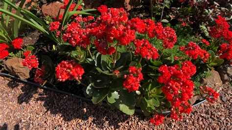 Jardim De Kalanchoe Flor Da Fortuna E Felicidade E Como Fazer Mudas