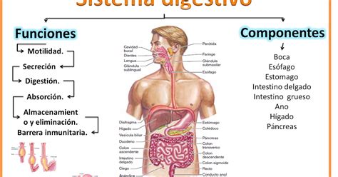 BLOG DE FISIOLOGÍA MEDICA UAS BRIANDA LÓPEZ 4 7 SISTEMA DIGESTIVO