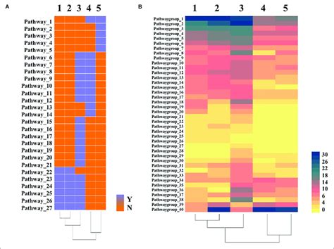 Heatmaps Of Comparative Genomic Analysis Between Strain Yn T And