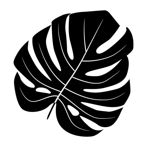 Black Silhouettes of monstera leaf isolated on white background. Vector ...