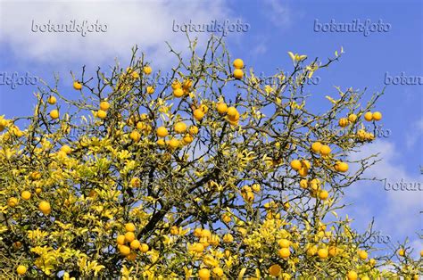 Bild Bitterorange (Poncirus trifoliata) - 525356 - Bilder von Pflanzen ...