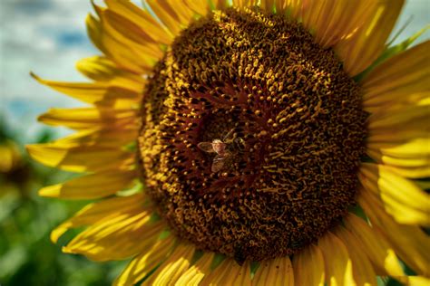 A Bee Pollinating a Flower · Free Stock Photo