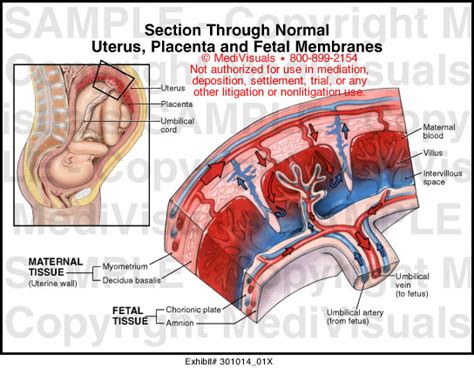 Uterus Placenta