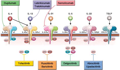 Biologic Versus Small Molecule Therapy For Treating Moderate To Severe Atopic Dermatitis