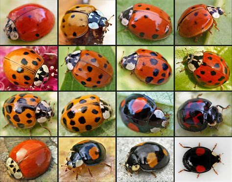 Invasive harlequin ladybird: how to spot this predator