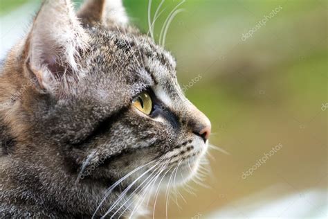 Cat head profile | Tabby cat head profile, close up with copy space — Stock Photo © fermate ...