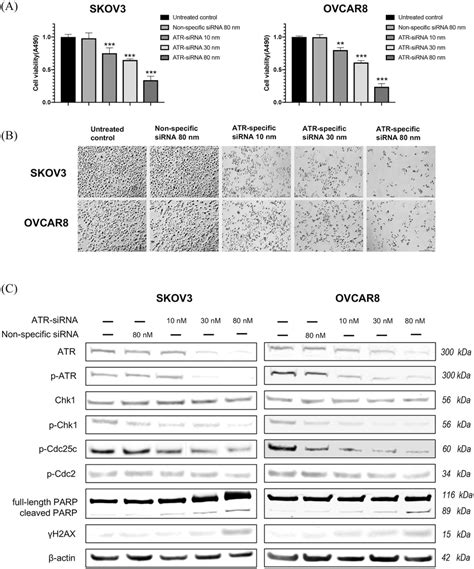 Knockdown Of Atr By Sirna Inhibits Ovarian Cancer Cell Viability And