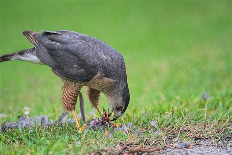 Sharp Shinned Hawk Eating Prey 062420159658 Photograph by WildBird Photographs - Pixels