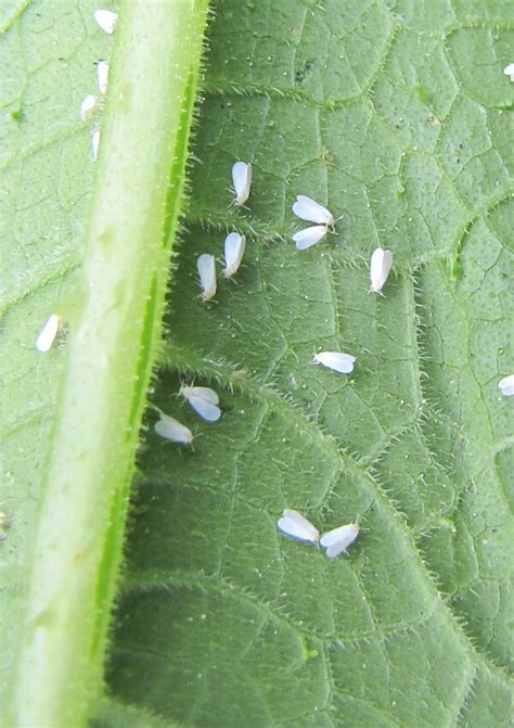 Aphids 101 Understanding Preventing And Conquering Home Veggie Garden