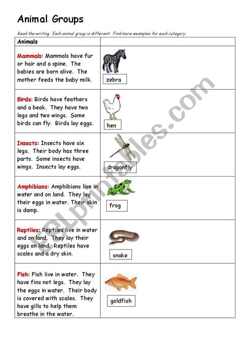 Animal Groups - ESL worksheet by kfretwell