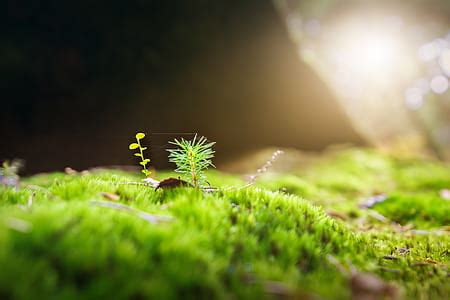 Royalty Free Photo Green Grass Macro Photo Pickpik