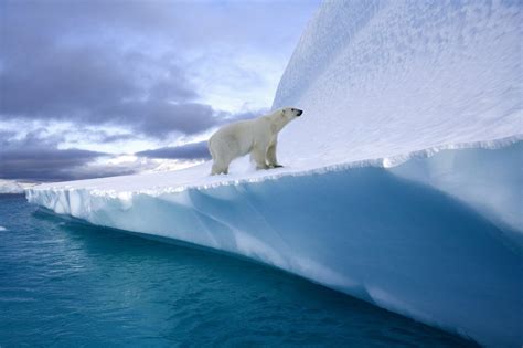 10 Curiosidades Sobre Los Osos Polares