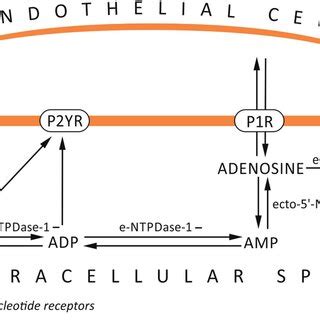 The Role Of Purine Nucleotides Turnover Enzymes In Atp Metabolism In