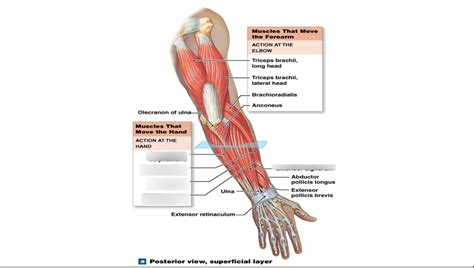 Muscles That Move The Hand Posterior View Diagram Quizlet